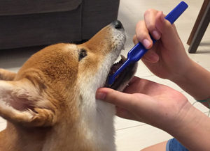 犬の歯磨きレッスン